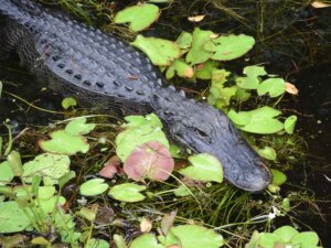 Ein Alligator schwimmt im Wasser zwischen grünen Blättern hindurch