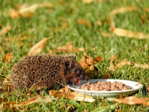 Ein Igel frisst nasses Katzenfutter aus einer kleinen Schüssel
