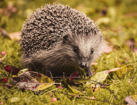 Ein Igel auf dem Weg zwischen Laubblättern