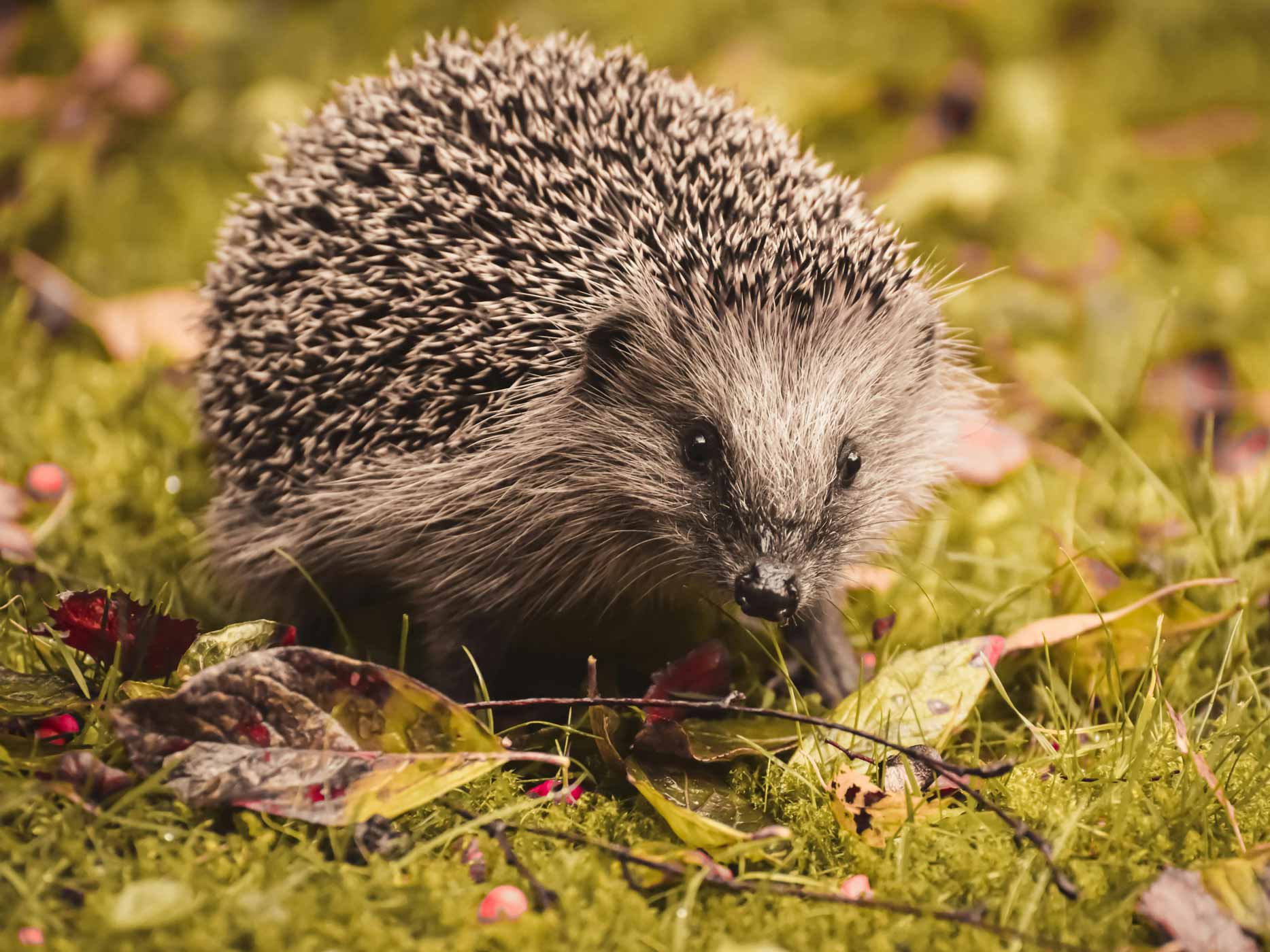 Ein Igel auf dem Weg zwischen Laubblättern