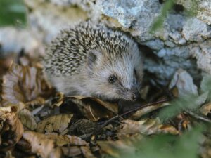 Ein Igel im Wald zwischen Holz und Laub