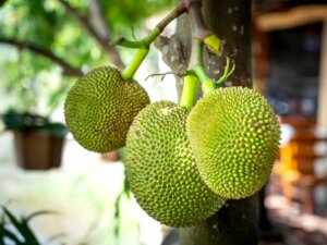 Jackfruits hängen an einem Jackfruitbaum.
