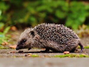 Ein Igel läuft über einen Grasweg.