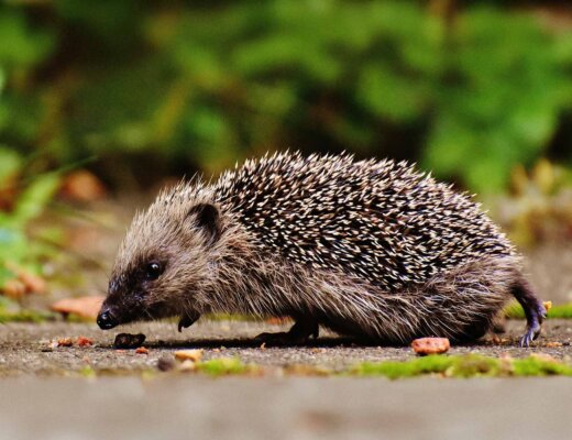 Ein Igel läuft über einen Grasweg.