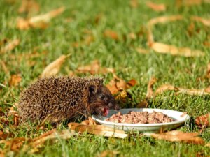 Ein Igel sitzt auf Rasen und frisst Katzenassfutter aus einer Schüssel