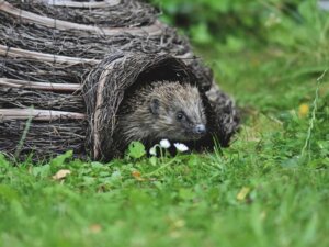 Ein Igel guckt aus einem Baumstumpf hervor.

