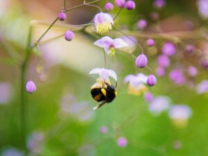 Eine Biene auf einer Blume