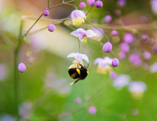 Eine Biene auf einer Blume
