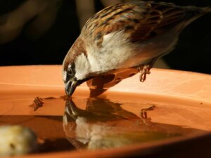 Ein brauner Vogel beugt sich in eine orange Trinkschale und trinkt Wasser.