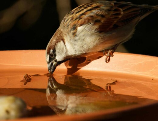 Ein brauner Vogel beugt sich in eine orange Trinkschale und trinkt Wasser.