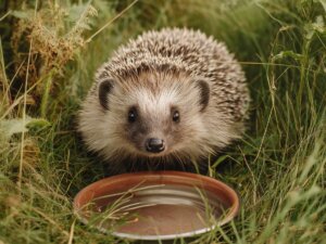 Ein Igel sitzt im Rasen vor einer flachen Wasserschale.