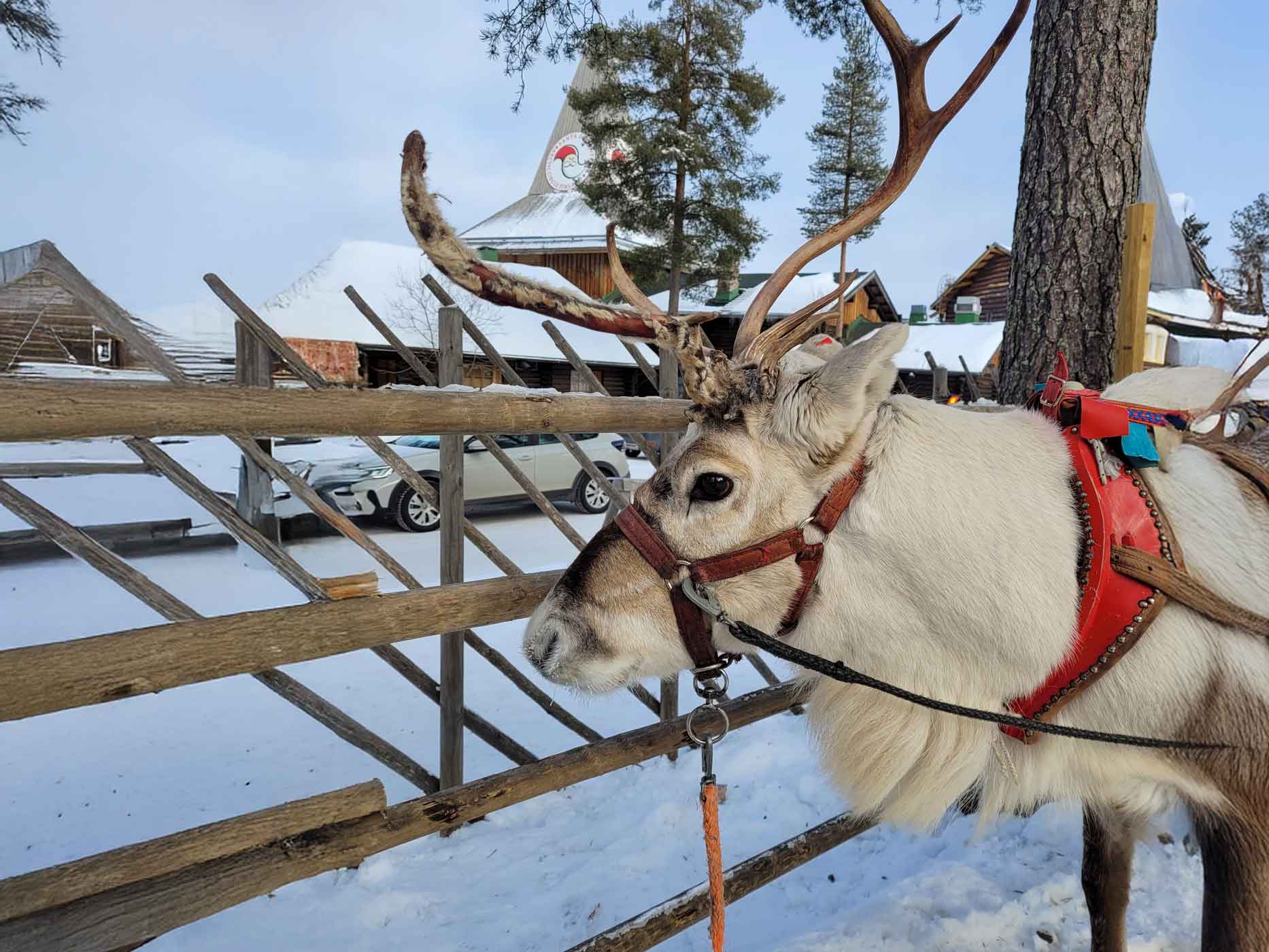 Rundreise Finnland Rentierschlittenfahrt Ein Rentier steht vor einem Zaun. Im Hintergrund ist das Santa-Claus-Village.